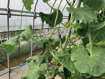 【農】自然農薬で害虫を予防しよう
